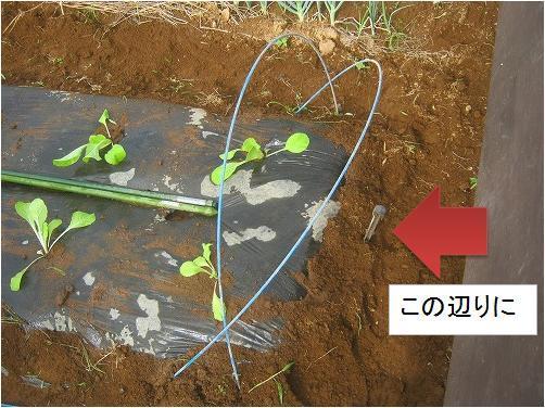 防虫ネットの張り方