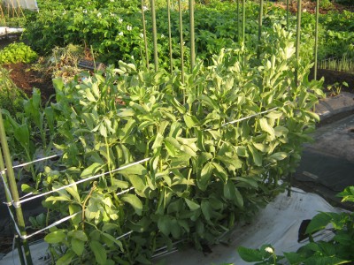 空豆の栽培方法