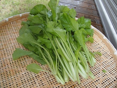 野沢菜の栽培方法